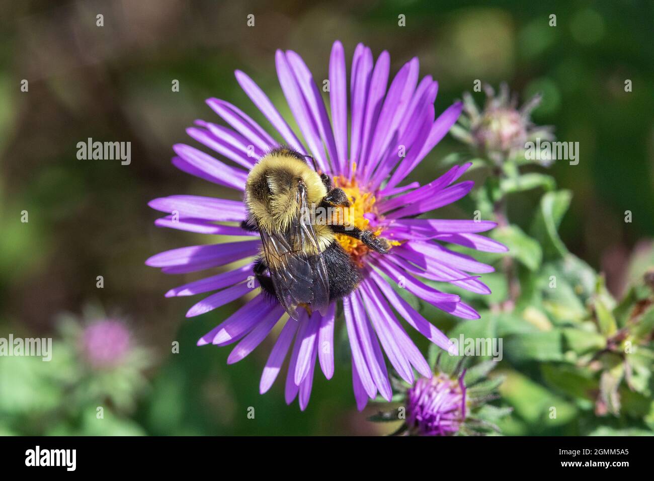 Gewöhnliche östliche Hummel (Bombus impatiens) auf einem Neuengland-Aster (Symphyotrichum novae-angliae) in Iowa Stockfoto