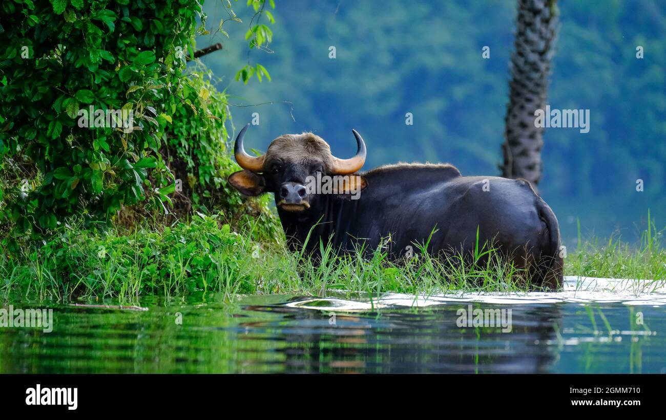 Gaur oder Indian Bison im See von Thailand Stockfoto