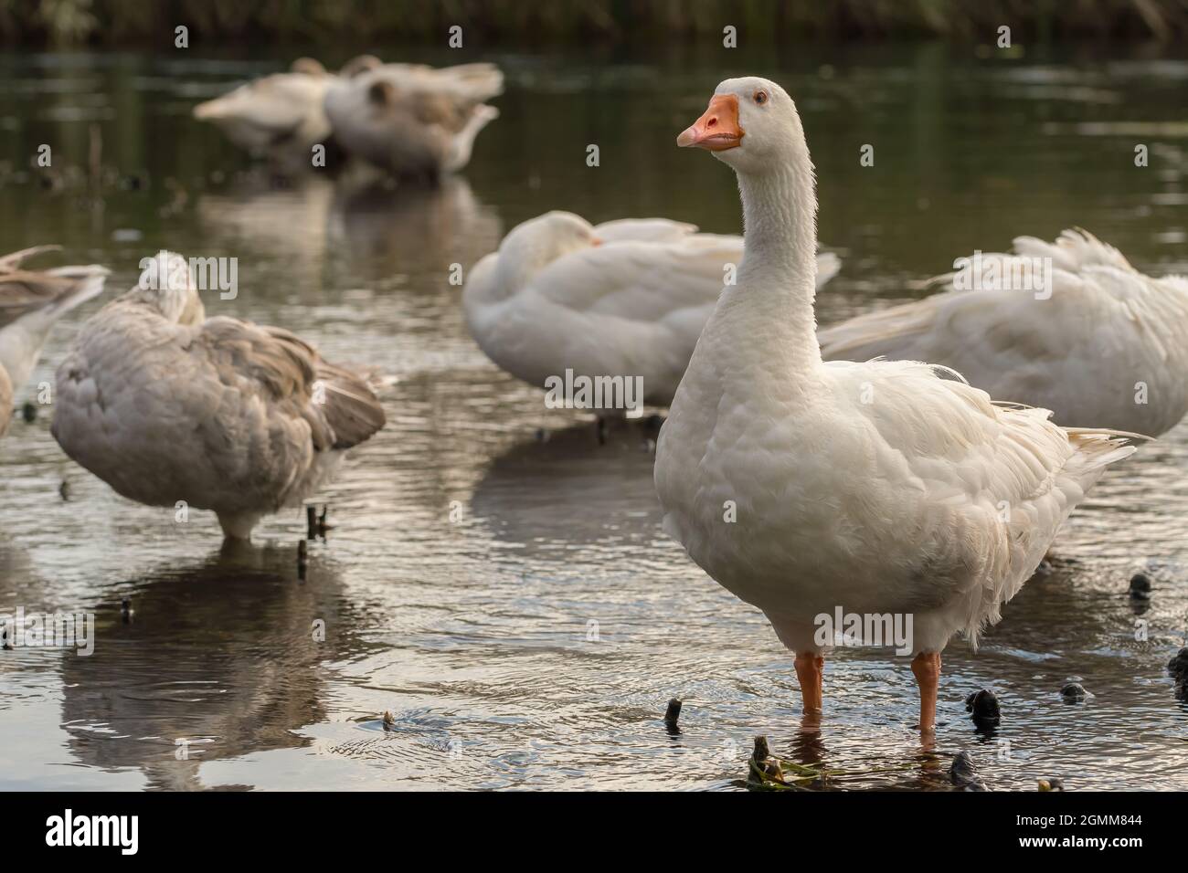 Schwarm weißer Hausgänse auf dem See Stockfoto