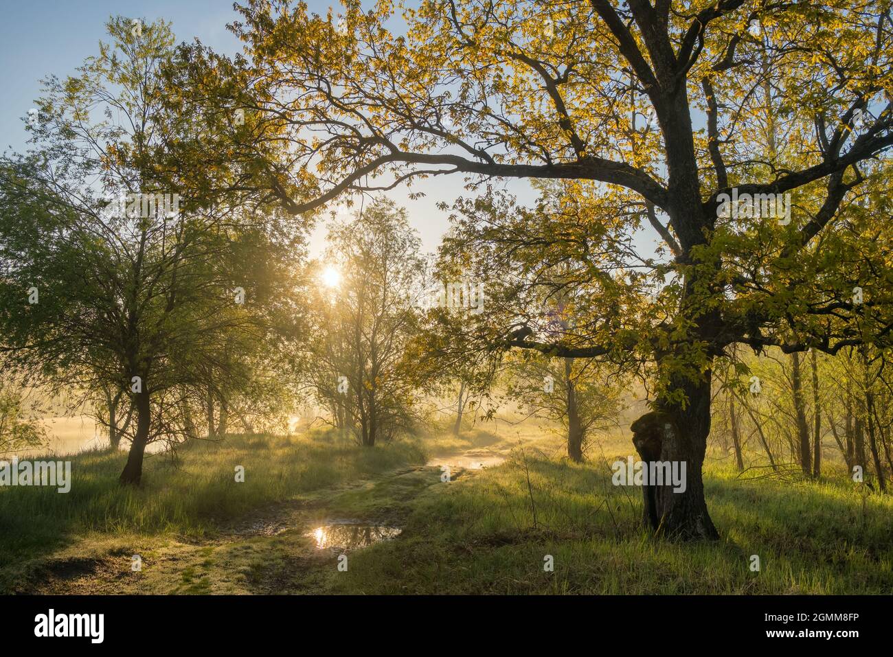 Sommerlandschaft nebliger Sonnenaufgang am Ufer des Flusses Stockfoto