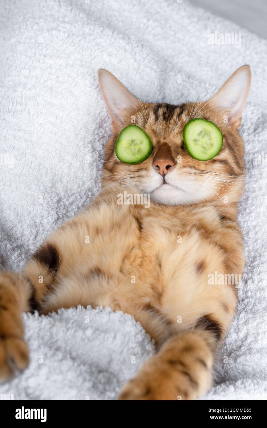 Lustige Katze entspannen im Spa. Katze mit einem Stück Gurke vor ihren Augen Stockfoto
