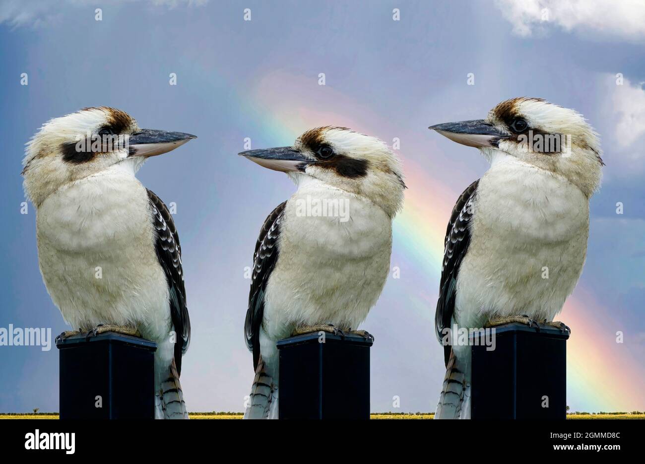 Drei Kookaburras sitzen auf Stahlpfosten mit Regenbogen im Hintergrund Stockfoto
