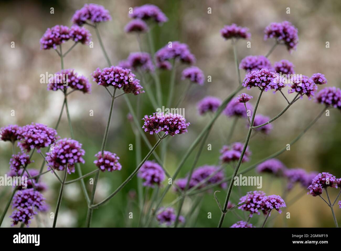 Blüten der Verbena bonariensis im Sommer im Garten Stockfoto