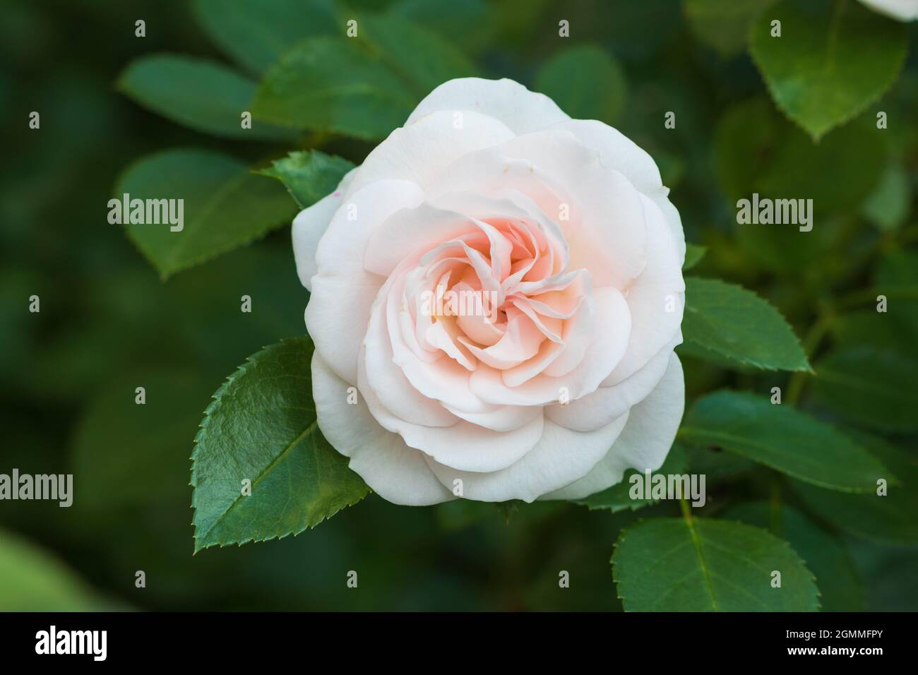Blüte der cremeweißen Rose Aspirin Makro Stockfoto