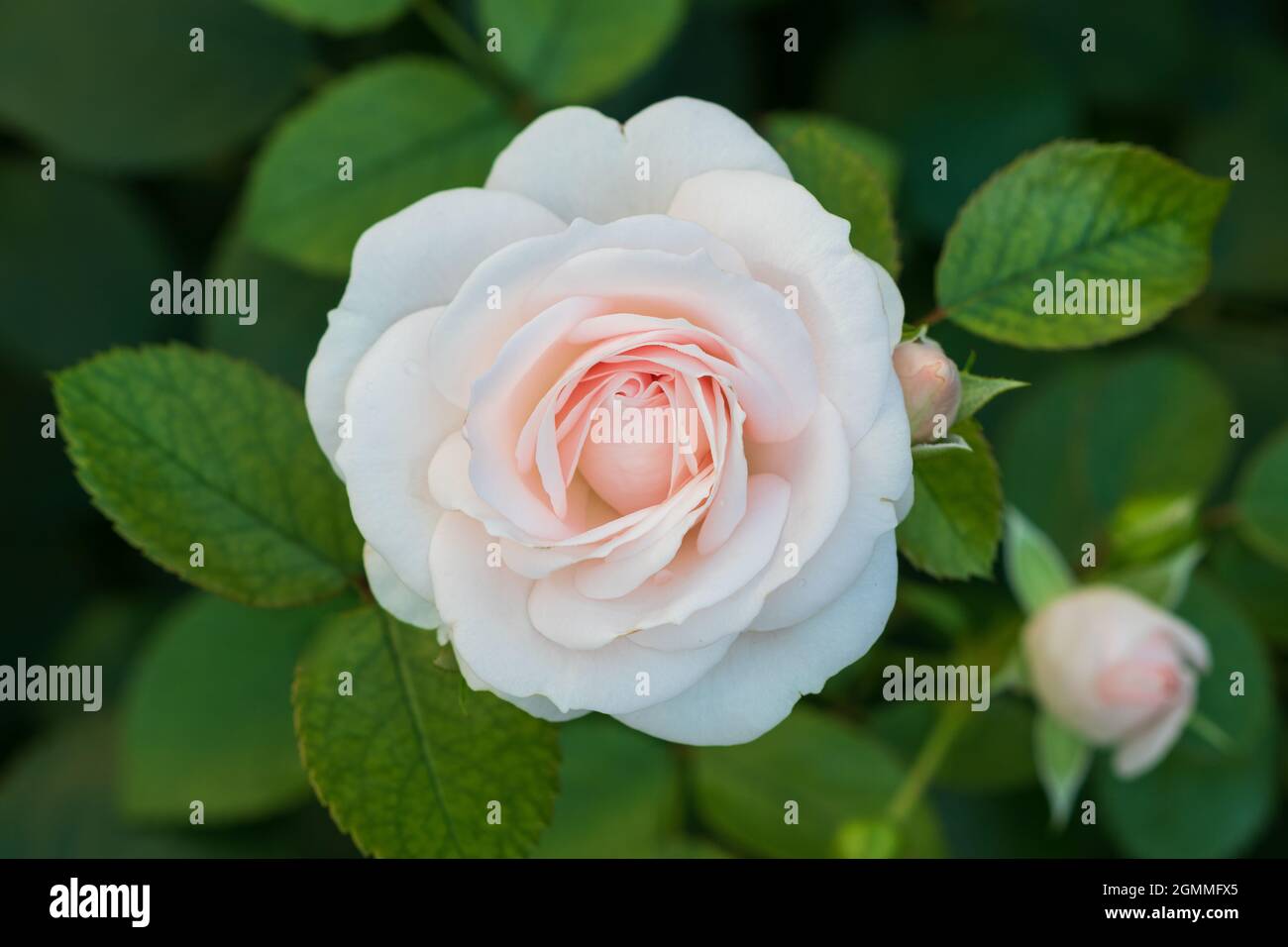 Blüte der cremeweißen Rose Aspirin Makro Stockfoto