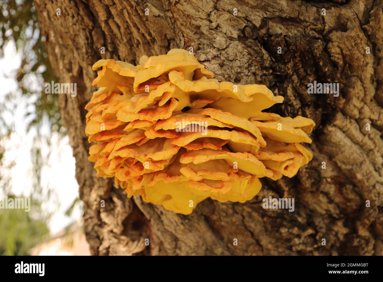 Ein gelber Schwefelpilz (Laetiporus sulfureus) auf einer Weide Stockfoto