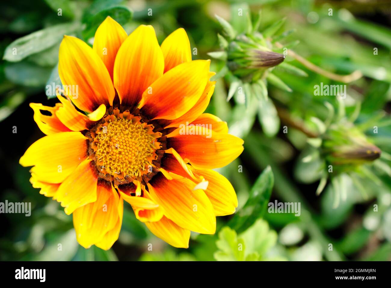 Gazania Blume oder afrikanische Gänseblümchen in einem Garten Stockfoto