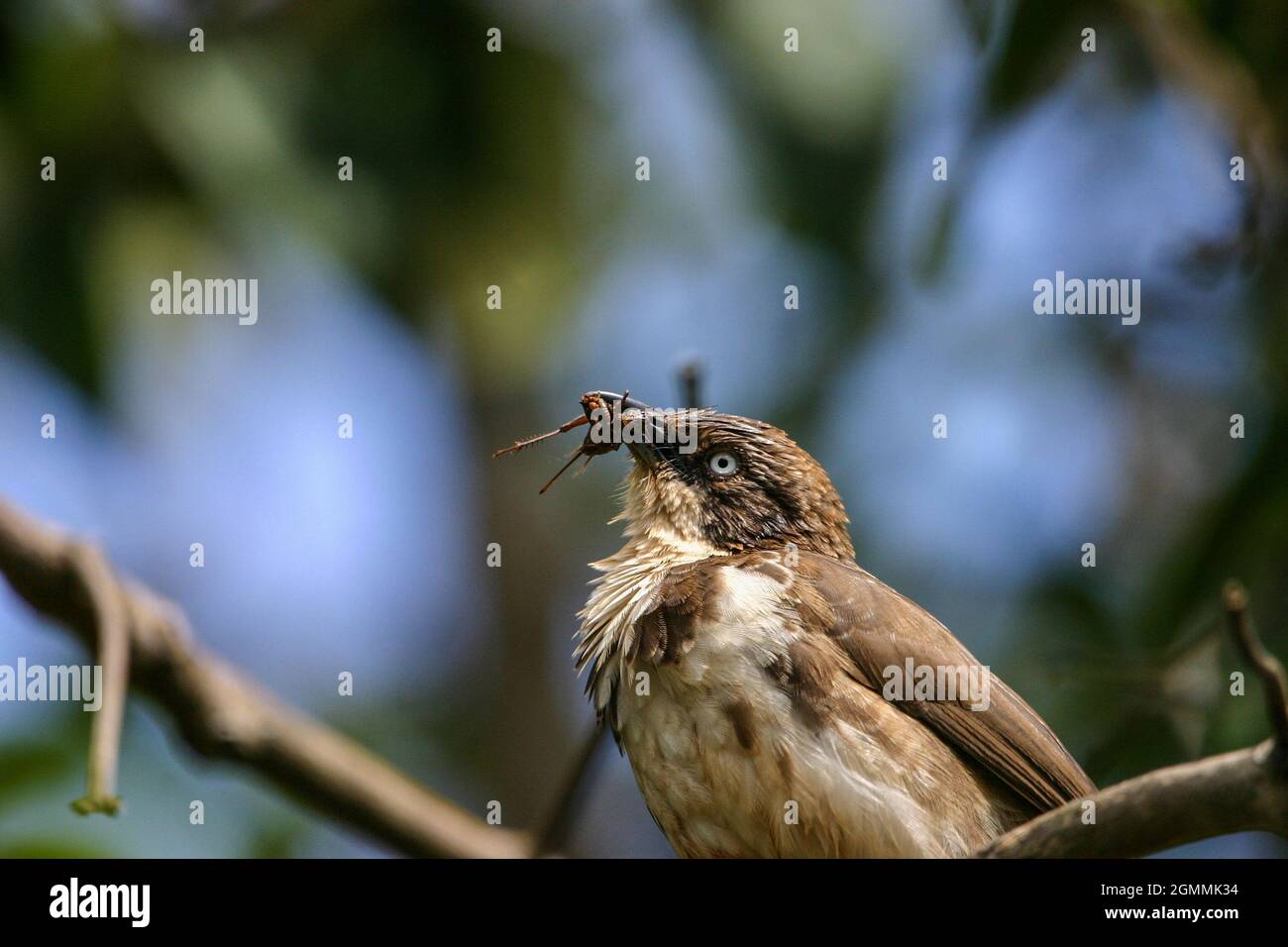 Nördlicher Rattenbabe mit einer Kakerlake im Maul in einem Baum in Kenia. Stockfoto