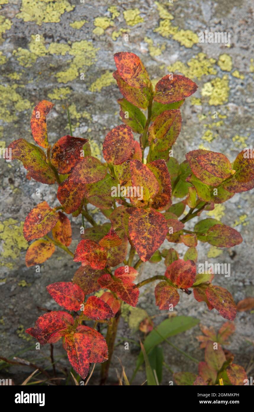 Heidelbeere in Herbstfarben, rot-braune Blätter, im Hintergrund ein Fels, mit Flechten gewachsen Stockfoto