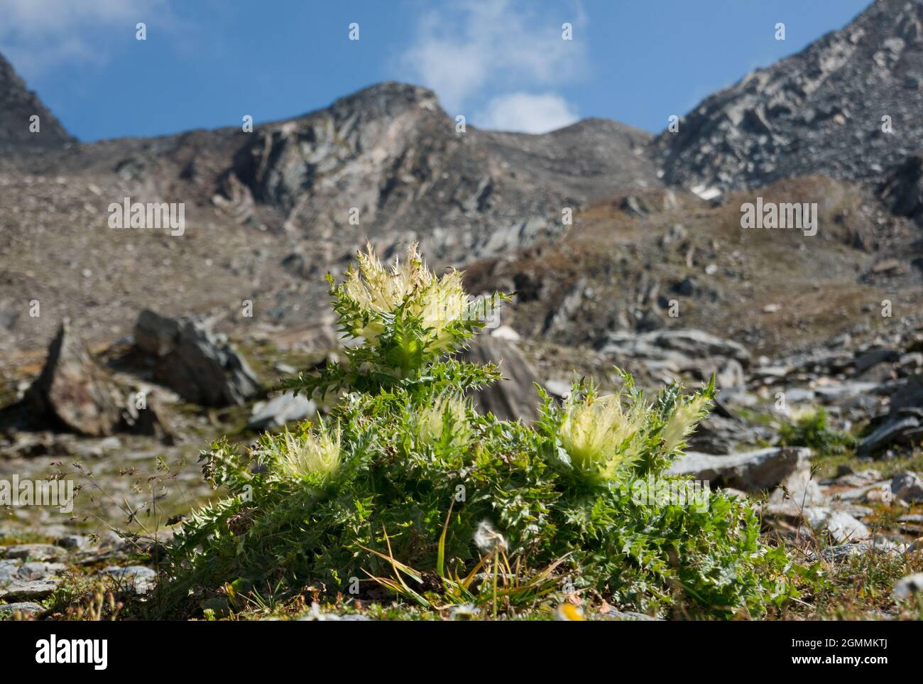 Die kleinste Distel wächst in den Alpen Stockfoto