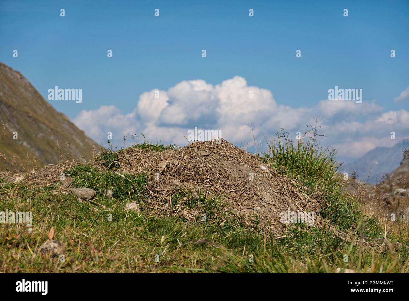 Der Bau eines alpinen Murmeltier, aus dem der Bewohner das alte Nistmaterial entfernt hat, unter einem blauen Himmel Stockfoto