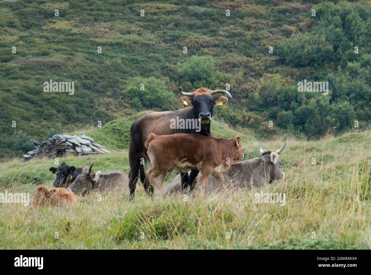 Kühe und Kälber verschiedener Rassen auf einer Alm in der Schweiz Stockfoto
