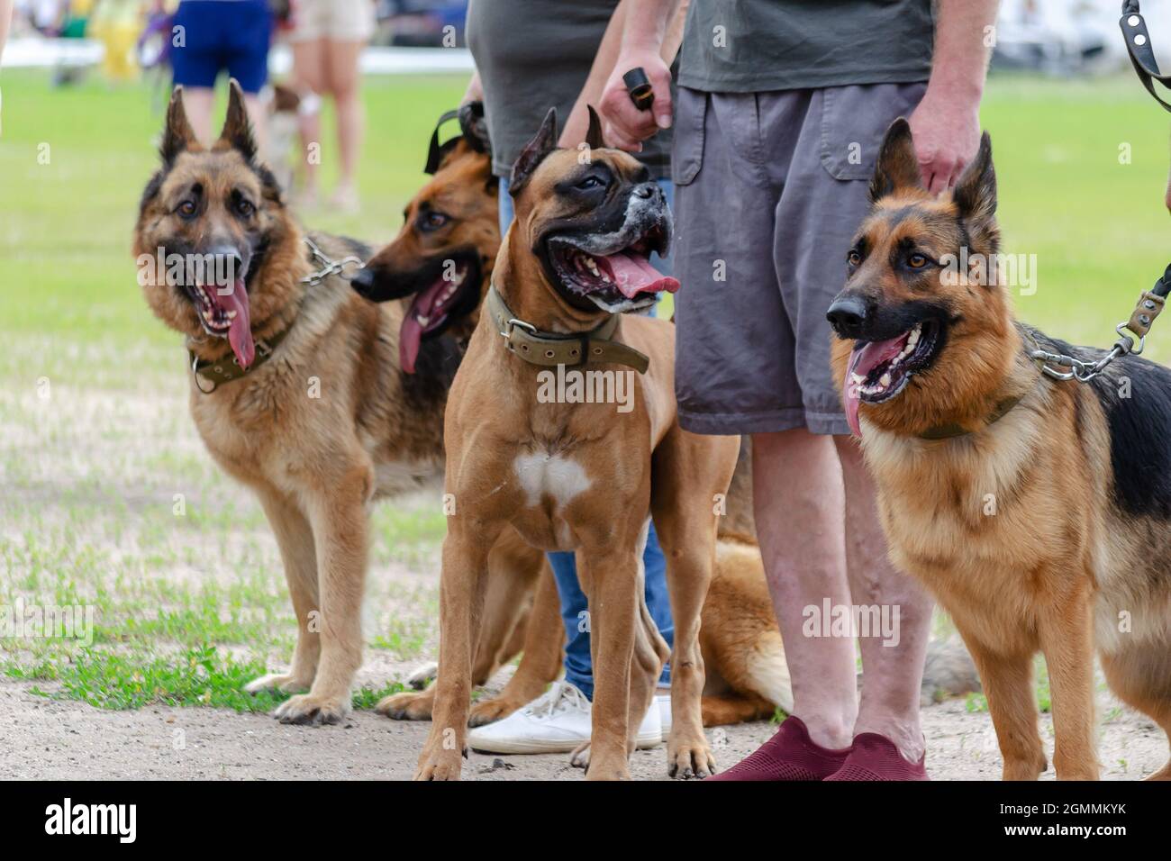 Große braune Hunde mit ihren Besitzern an der Leine draußen. Deutsche Schep Stockfoto