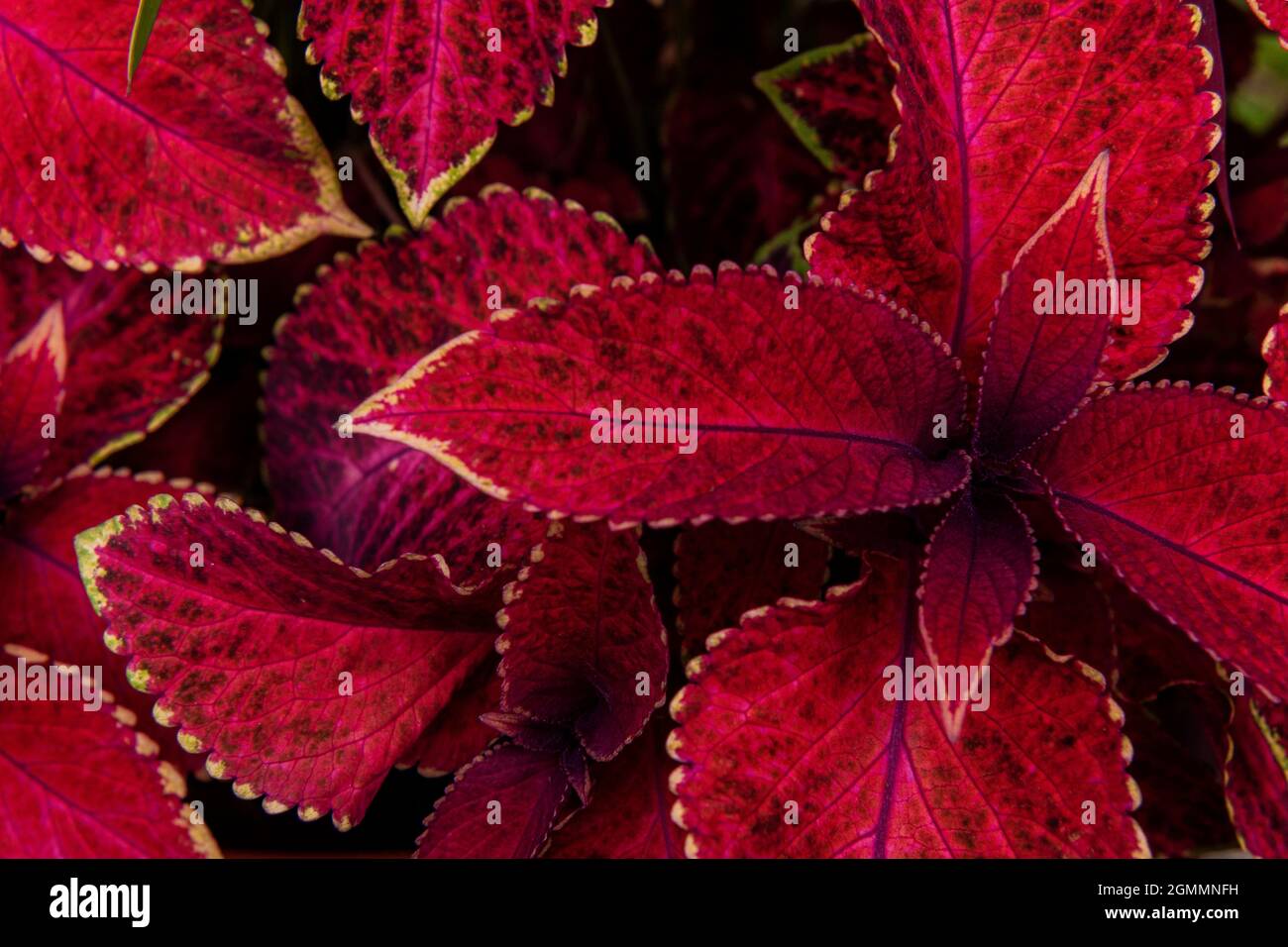 Nahaufnahme der bunten burgunderroten Coleus-Pflanze. Bemalte Brennnessel, Flammennessel, dekorative Brennnessel. Üppiger kastanienfarbener Coleus-Busch. Stockfoto