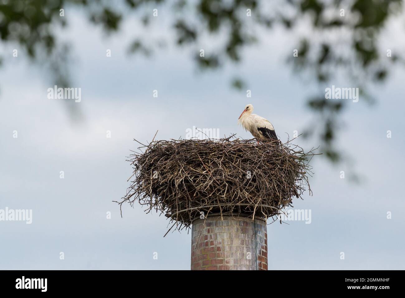 Ein Weißstorch (Ciconia ciconia) sitzt im Nest auf einem Industriekamin Stockfoto