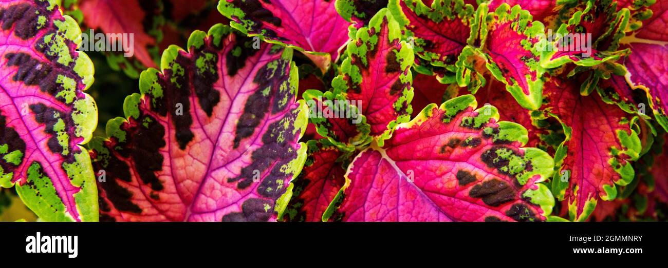 Nahaufnahme der bunten, rosa und grünen Coleus-Pflanze. Bemalte Brennnessel, Flammennessel, dekoratives Brennnesselbanner. Üppiger, mehrfarbiger Coleus-Busch. Stockfoto