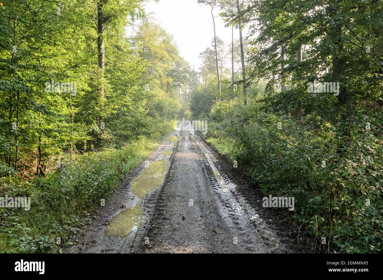 Schlammiger Waldweg oder Wanderweg mit Pfützen in einem Wald im Wald in Westerwald, Rheinland-Pfalz, Deutschland, Europa Stockfoto