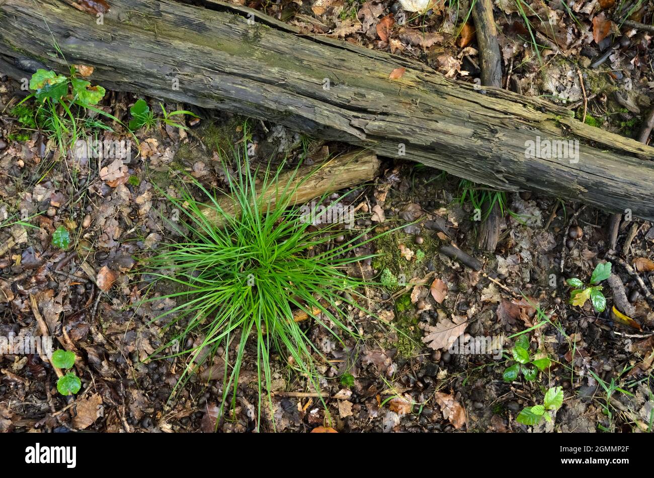 Grünes Gras und alter Baumstamm auf dem Waldboden, Blick von direkt oben Stockfoto