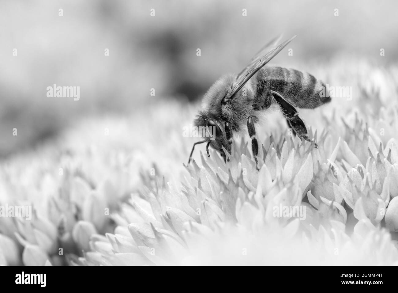 Schwarz-Weiß-Bild einer Honigbiene, die Pollen auf Hylotephium 'Herbstfreude' sammelt Stockfoto