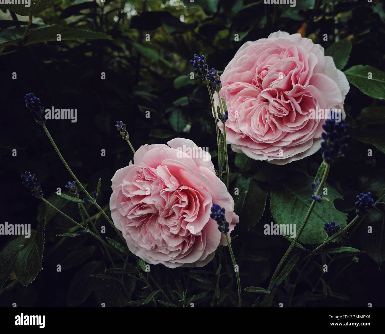 Schöne rosa Rosen und Lavendel Stockfoto