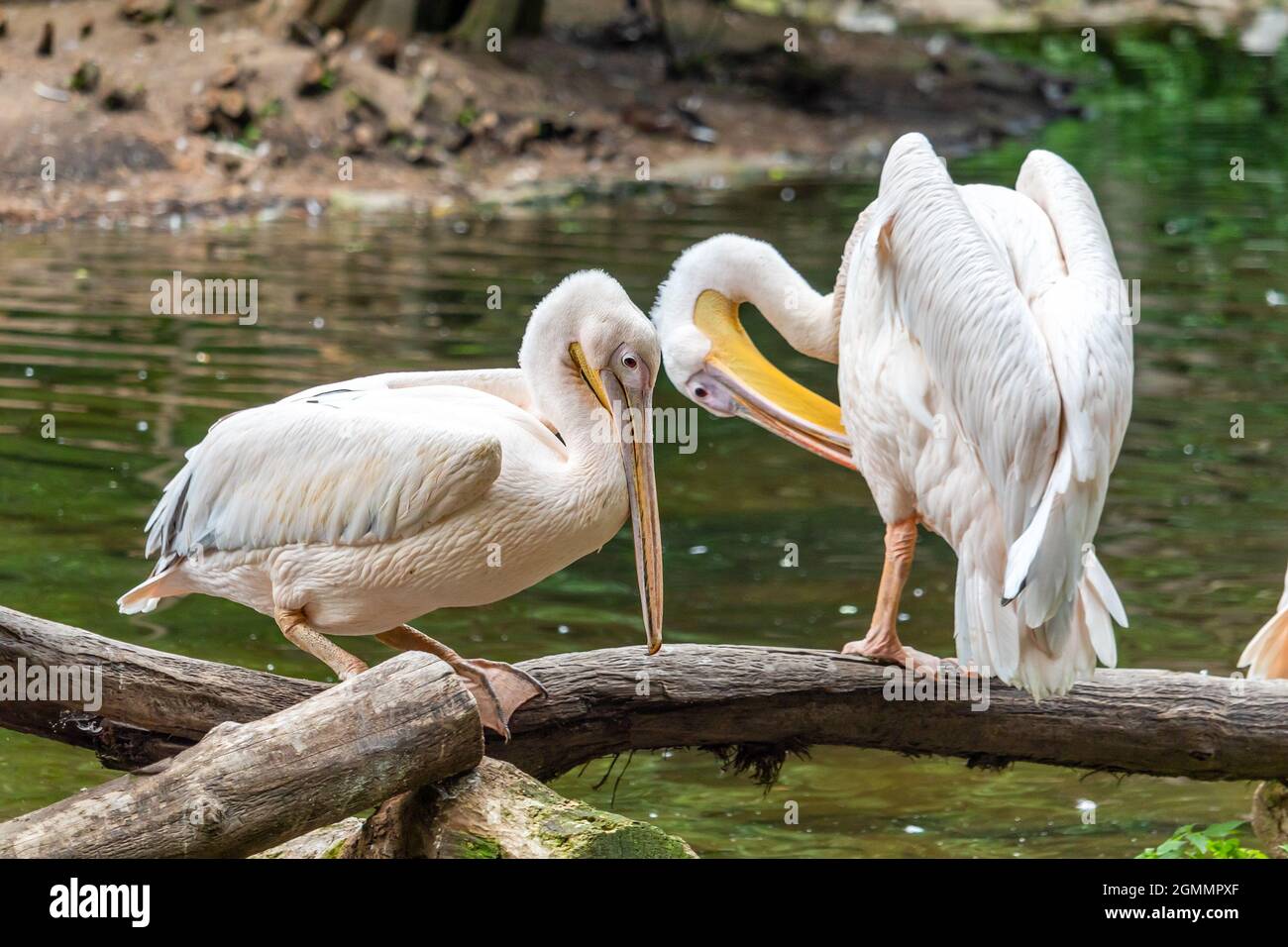 Großer weißer Pelikan - Wasservögel, die auf einem Baumstamm am Ufer eines Flusses stehen Stockfoto