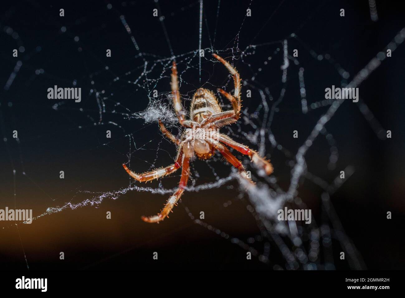 Nahaufnahme des Spinnennetzes der Golden Orb Spinne Stockfoto