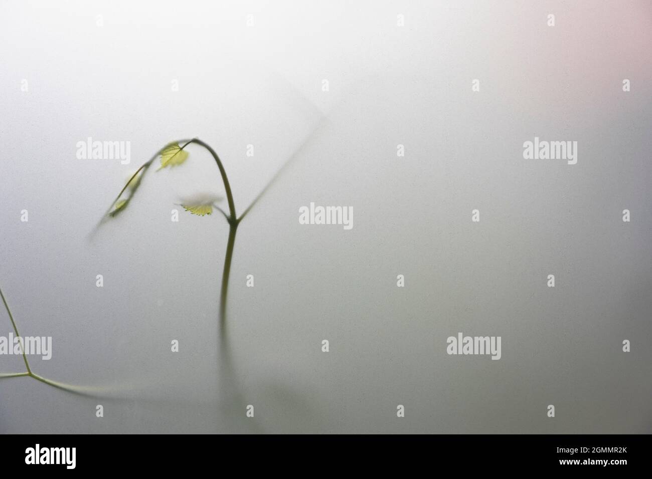 Grüne Rebe im Nebel Stockfoto