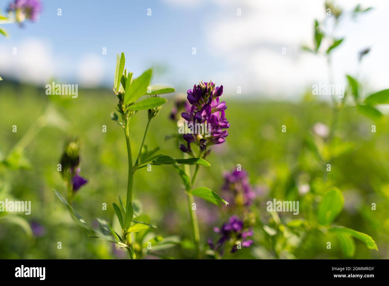 Alfalfa, Medicago sativa, auch Luzern genannt. Es wird als wichtige Futterpflanze für Nutztiere angebaut. Stockfoto