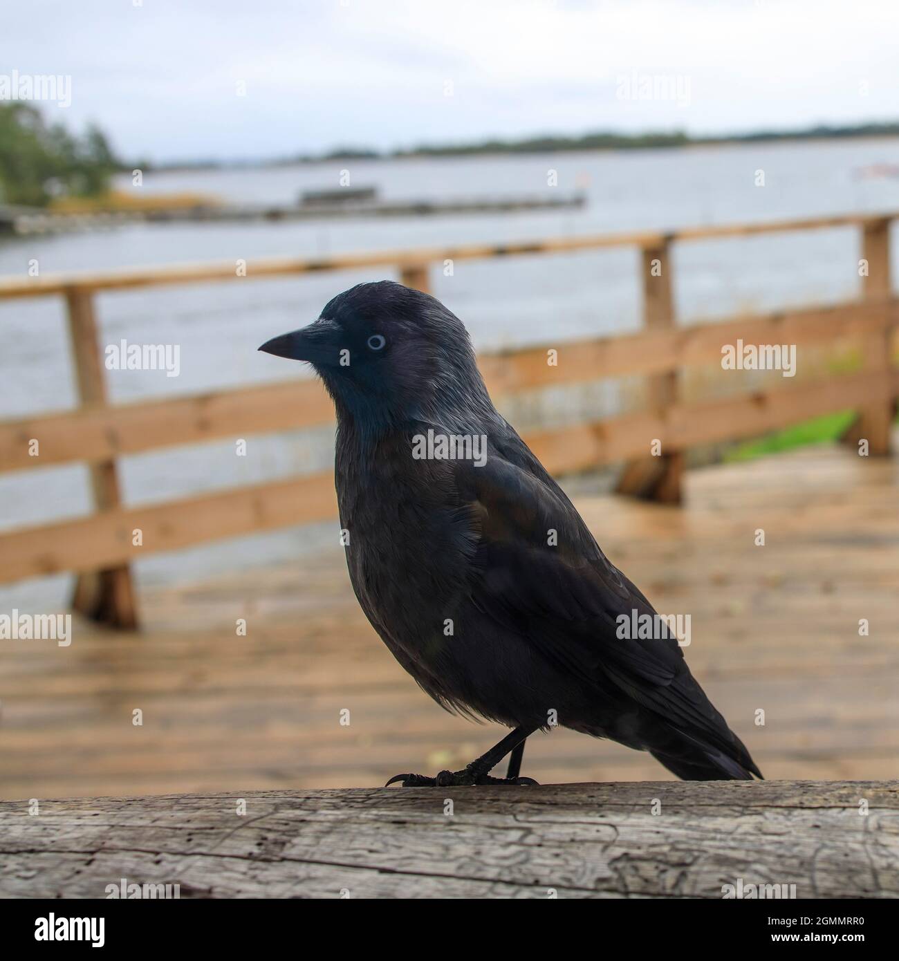 Eine schwarze Dohle sitzt auf dem Tisch, blickt aus dem Fenster und bittet um Nahrung Stockfoto