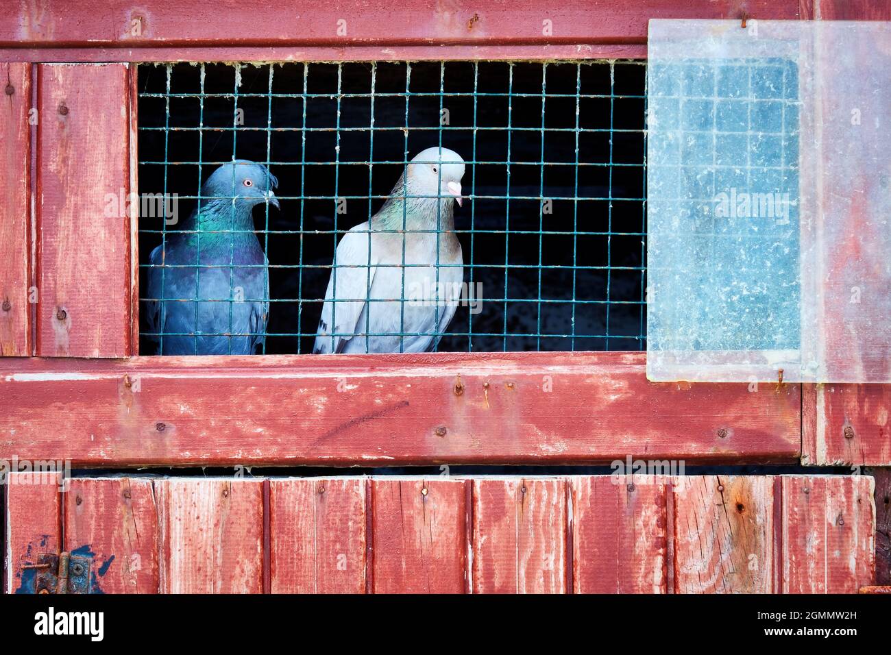 Zwei Tauben in einem Käfig mit einer Holztür. Konzept der Freiheit, Inhaftierung oder Gefangenschaft. Stockfoto