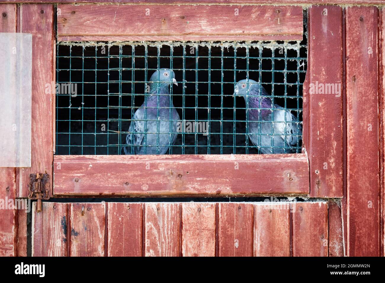 Zwei Tauben in einem Käfig mit einer Holztür. Konzept der Freiheit, Inhaftierung oder Gefangenschaft. Stockfoto
