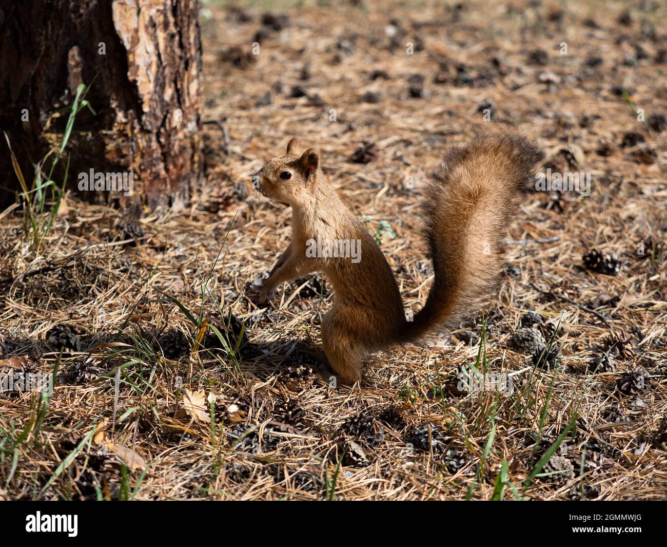 Nahaufnahme. Foto eines Eichhörnchens während der Mauser vor dem Winter. Stockfoto