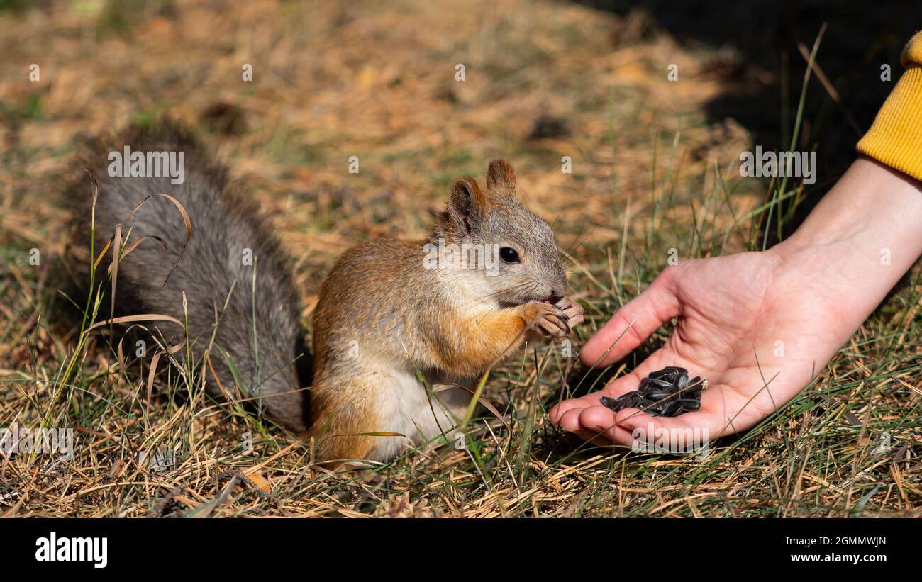 Nahaufnahme - eine Frau füttert Eichhörnchen mit Sonnenblumenkernen. Nahaufnahme der weiblichen Hand und eines Eichhörnchens. Formatieren Sie das Foto 16 x 9. Stockfoto