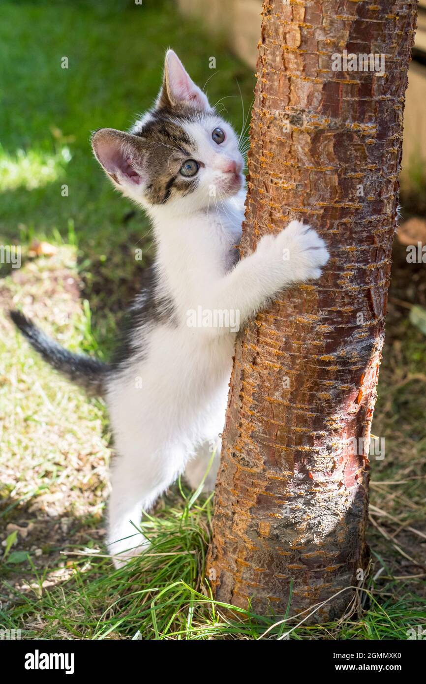Das Kätzchen klettert auf den Baumstamm Stockfoto