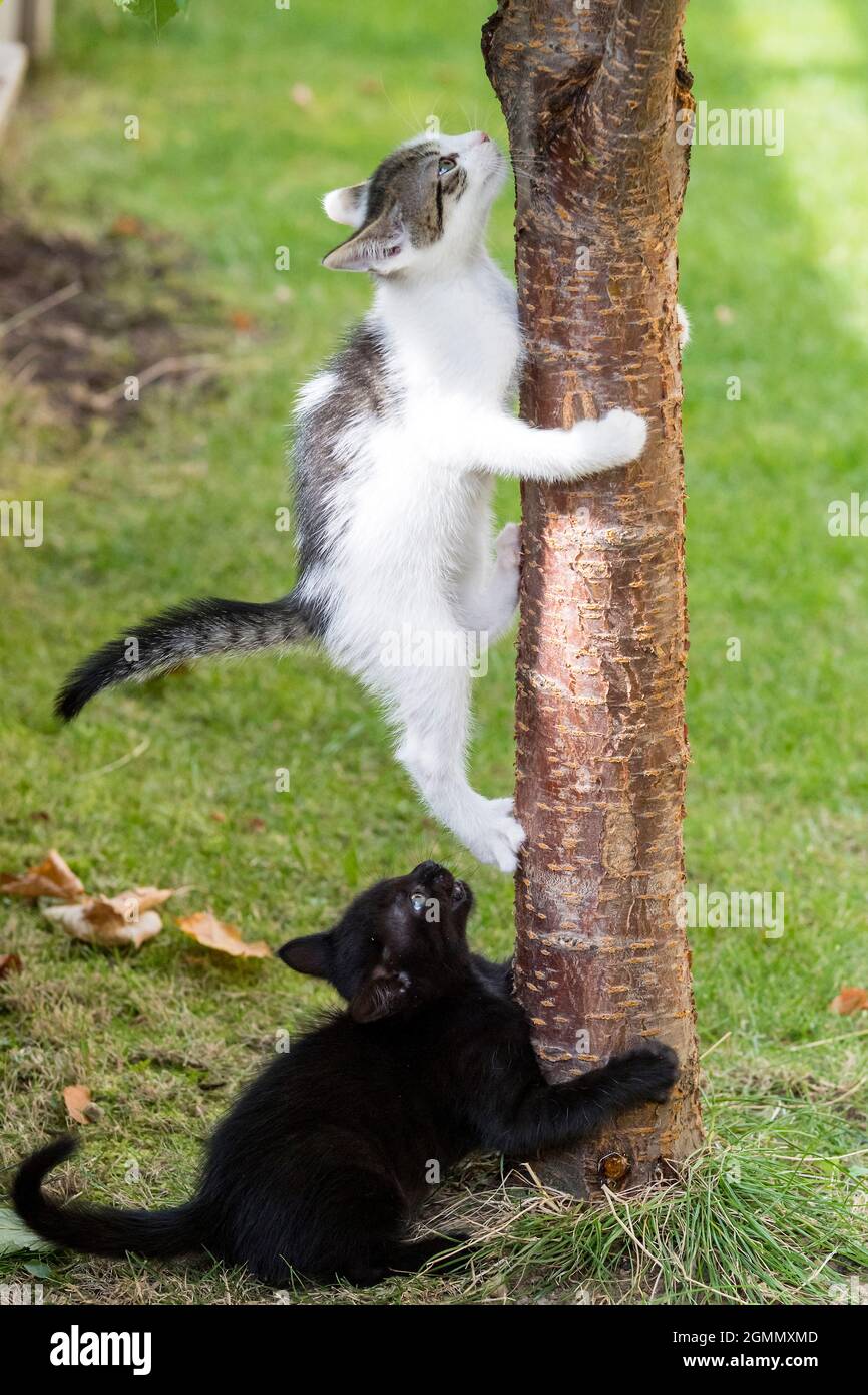 Das Kätzchen klettert auf den Baumstamm Stockfoto