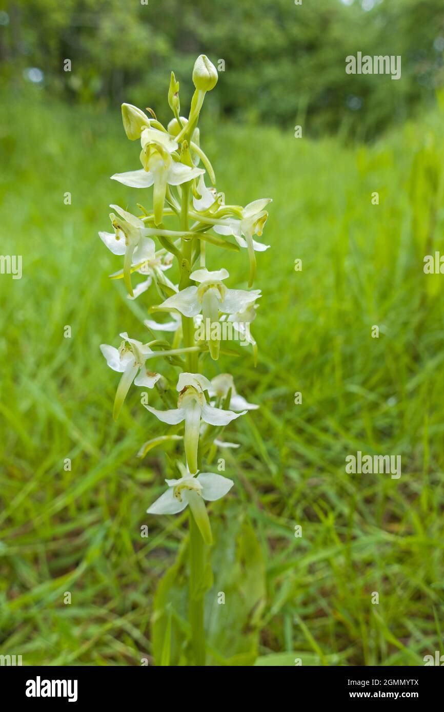 Die kleine Schmetterlingsorchidee (Platanthera bifolia) wächst in einem Naturschutzgebiet in der Landschaft von Herefordshire in Großbritannien und blüht im Juni/Juli. Juni 2021 Stockfoto