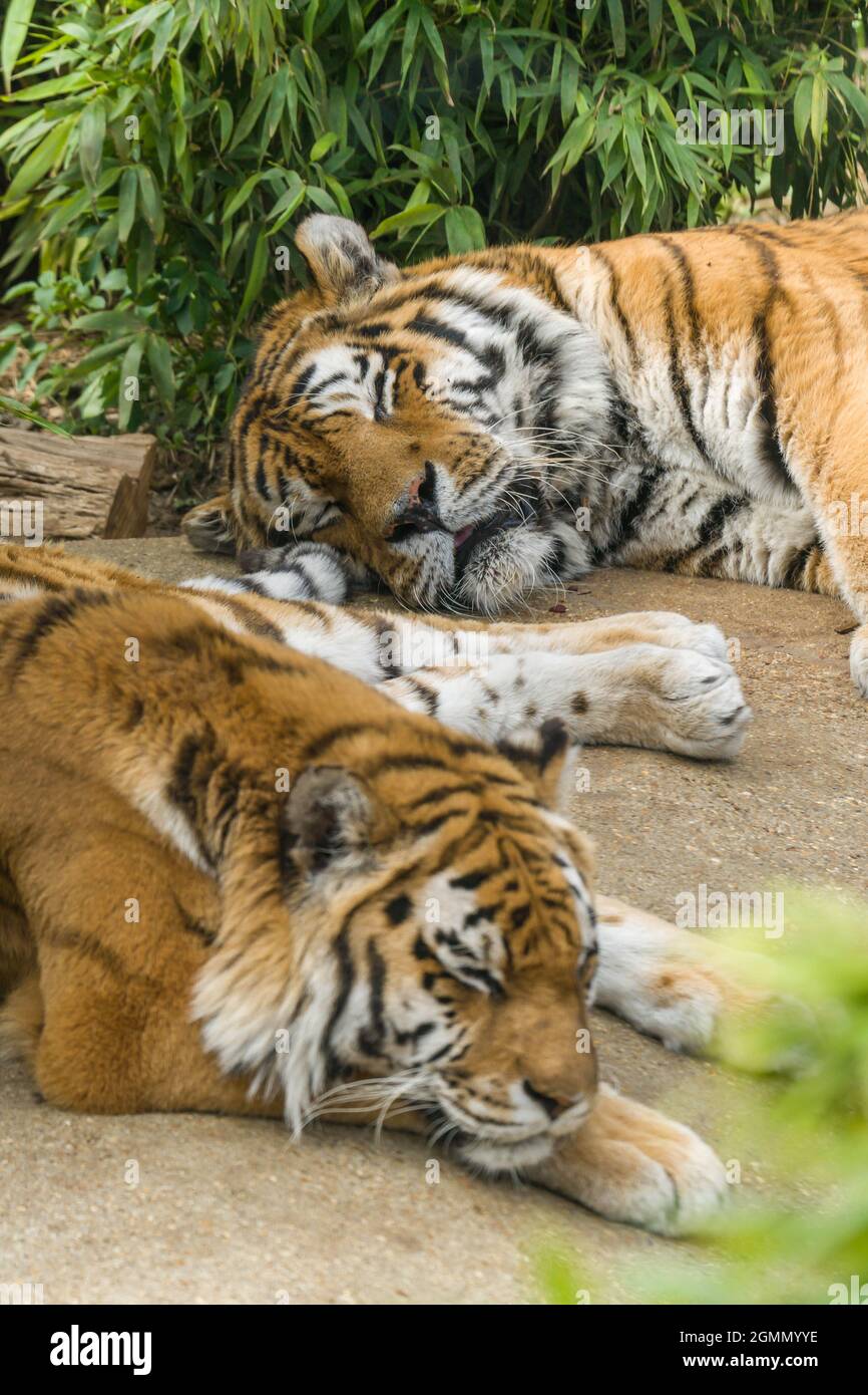 Amur Tiger (Panthera tigris altaica) auch bekannt als der sibirische Tiger. Colchester Zoo Essex Großbritannien. April 2021 Stockfoto