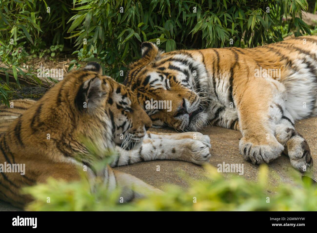 Amur Tiger (Panthera tigris altaica) auch bekannt als der sibirische Tiger. Colchester Zoo Essex Großbritannien. April 2021 Stockfoto