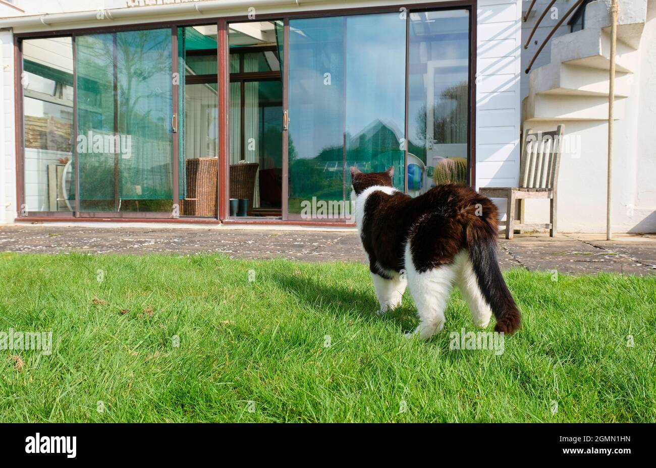 Erwachsene, schwarze und weiße Katze (Felis catus), die über den Garten nach Hause zurückkehrt Stockfoto