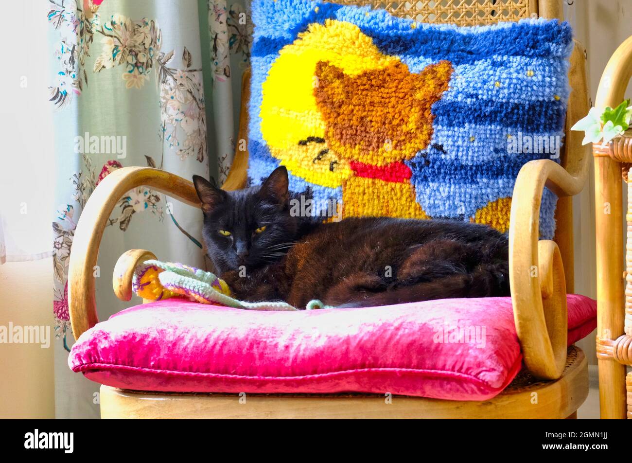 Erwachsene schwarze Katze (Felis catus), die auf bunten Kissen liegt Stockfoto