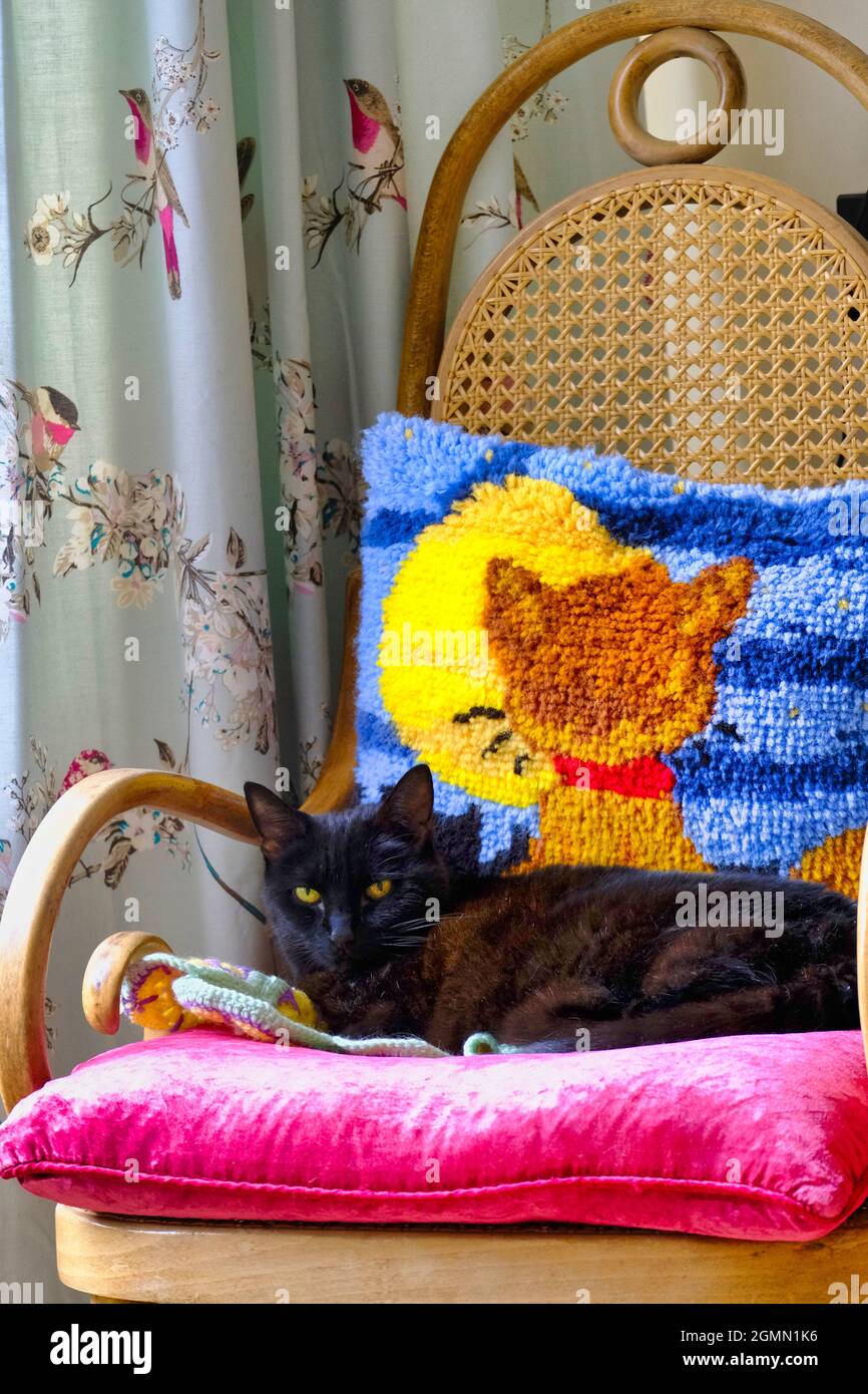 Erwachsene schwarze Katze (Felis catus), die auf bunten Kissen liegt Stockfoto