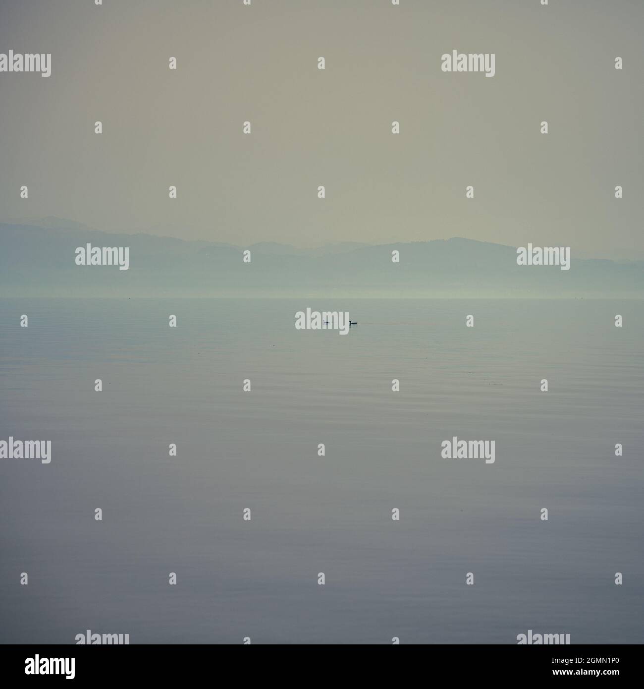 Am Bodensee, in der Nähe von Friedrichshafen Stockfoto