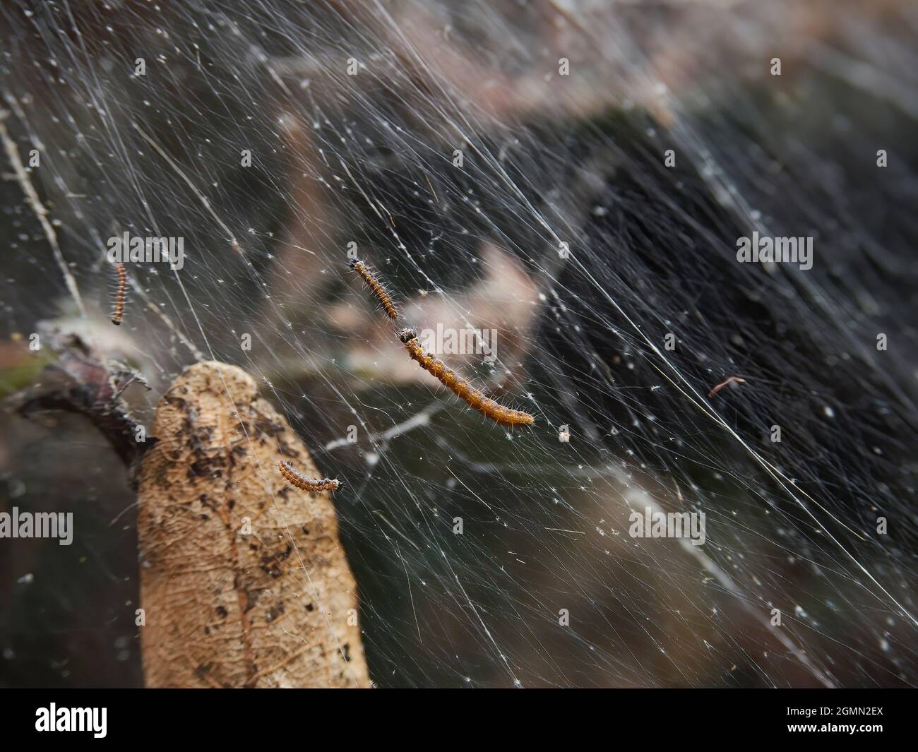 Braungschwanz-Mottenraupen weben ein seidiges Gewebe über einen ganzen Busch in einem Wohngarten, indem sie einen Schutzschirm aufsetzen, damit sie sich ernähren können. Stockfoto