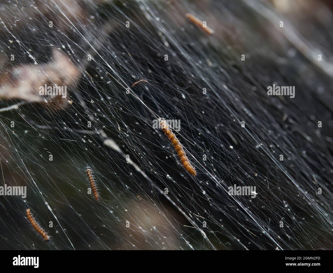 Braungschwanz-Mottenraupen weben ein seidiges Gewebe über einen ganzen Busch in einem Wohngarten, indem sie einen Schutzschirm aufsetzen, damit sie sich ernähren können. Stockfoto