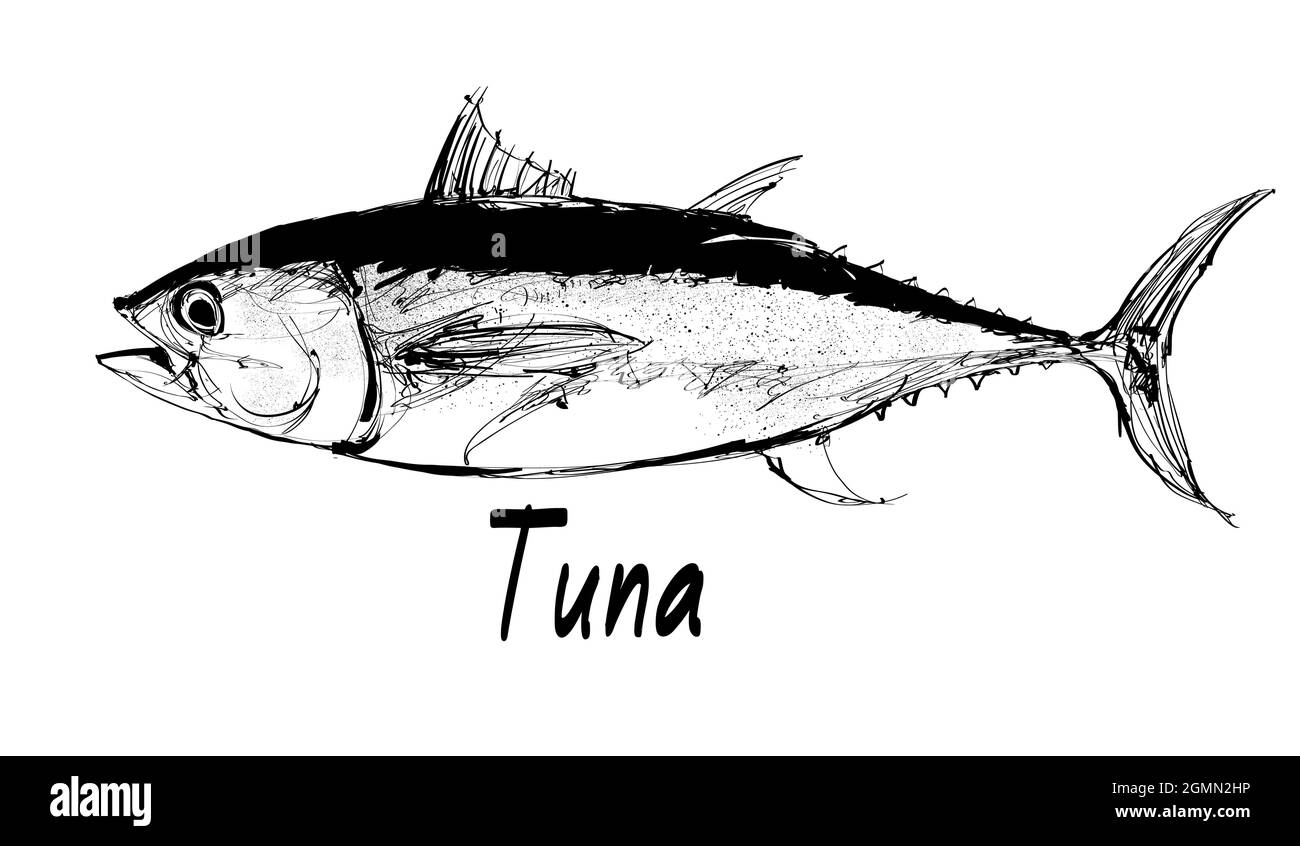 Zeichnung des Thunfischs isoliert auf weiß - Vektordarstellung Stock Vektor