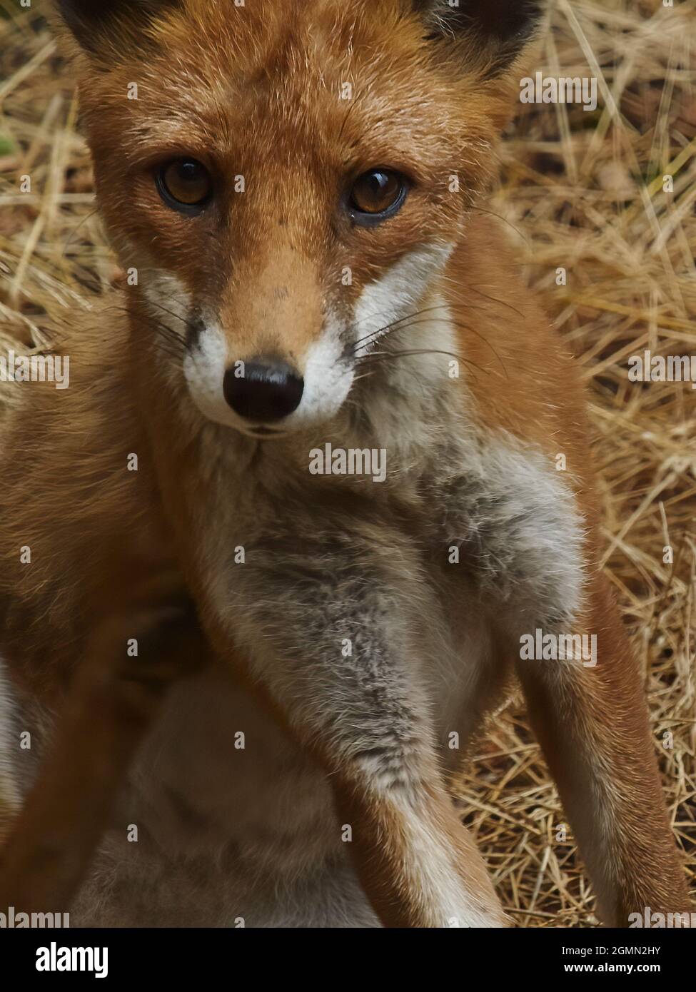 Ein junger Fuchs hat an einem Sommernachmittag einen städtischen Wohngarten erkundet, direkt in die Kamera starrt und sich mit dem Betrachter in Verbindung gesetzt. Stockfoto