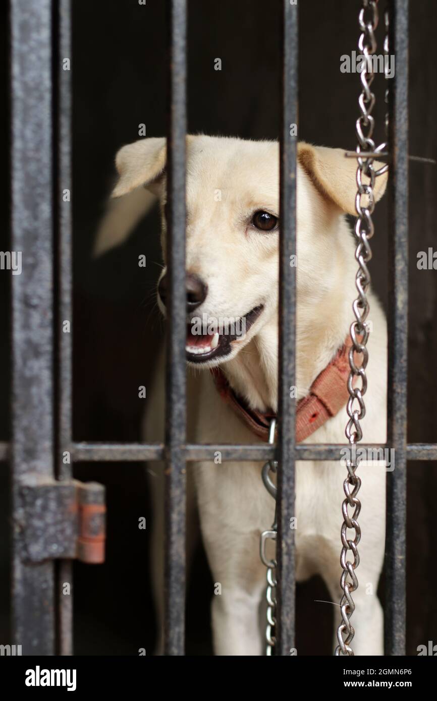 Nahaufnahme einer weißen, indischen Pariah-Hunderasse, verkettet und von innen aus einem gegrillten Käfig nach draußen schauend Stockfoto
