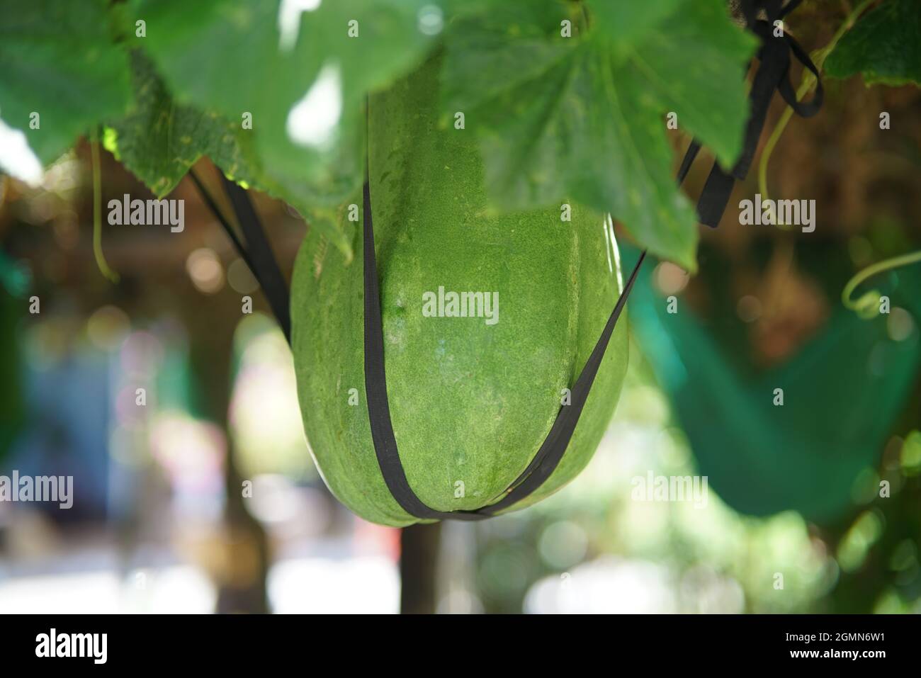 Tägliches Leben in der Provinz Binh Dinh in Zentralvietnam Stockfoto