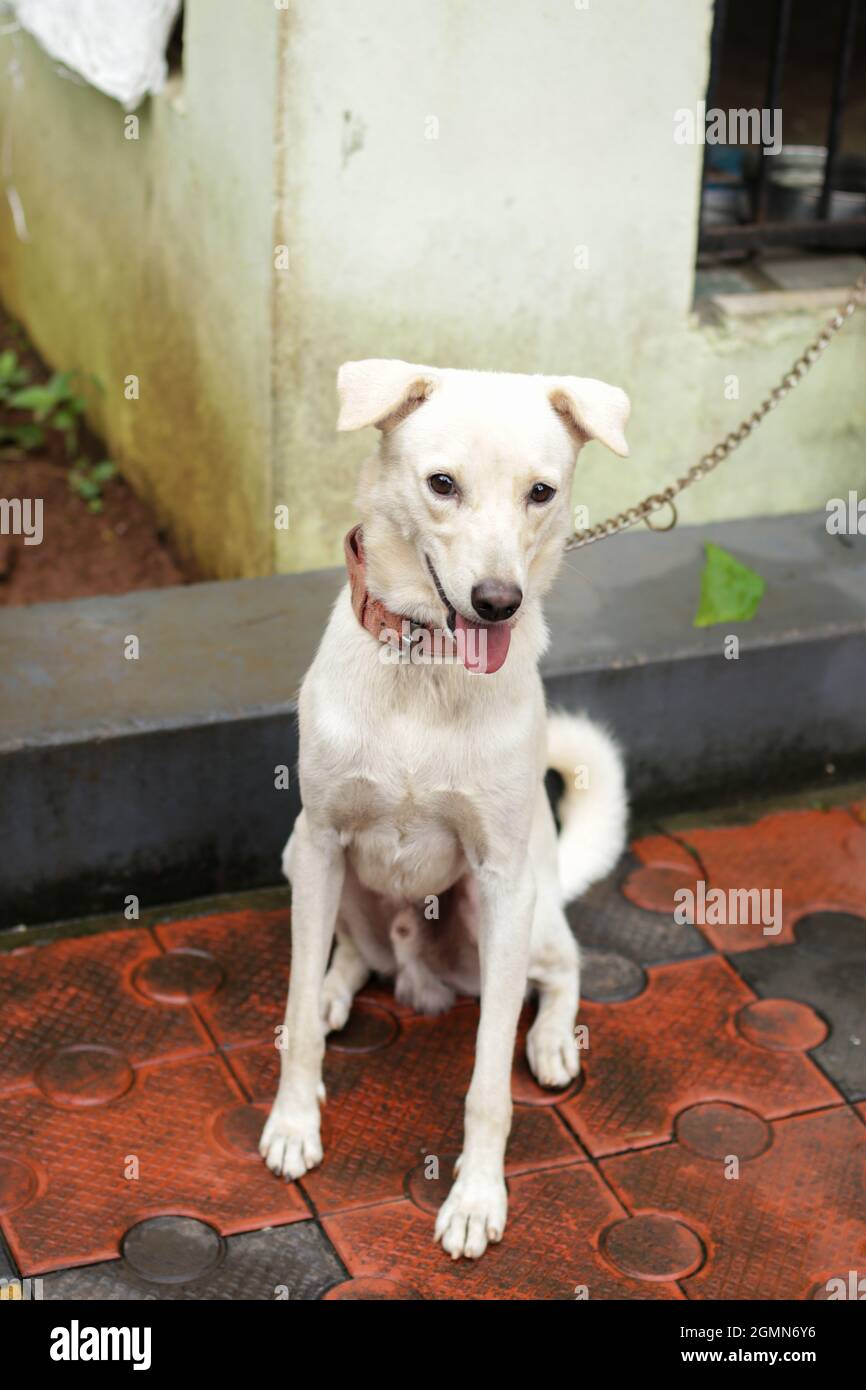 Großes Foto einer weißen, indischen Pariah-Hunderasse, die draußen sitzt und die Zunge an den Käfig gekettet ist Stockfoto