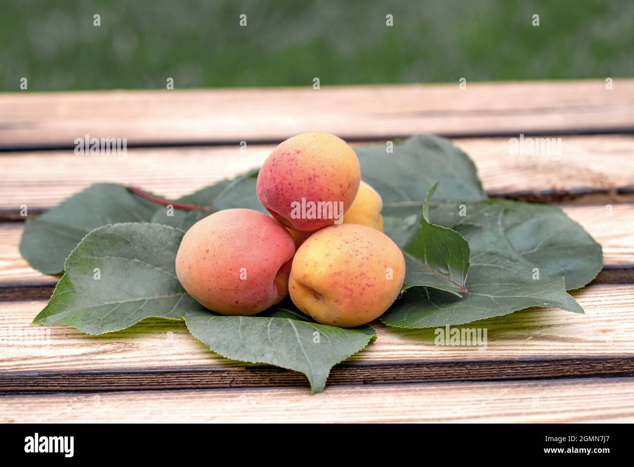 Aprikosenbaum (Prunus armeniaca 'Tardicot', Prunus armeniaca Tardicot), Aprikosen der Sorte Tardicot Stockfoto